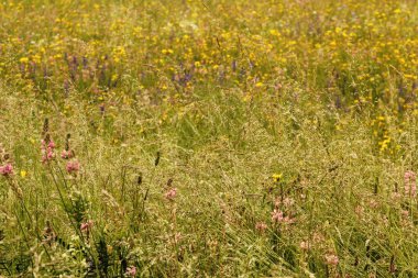 Kırsalda ilkbahar bitkileri