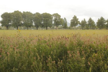 Kırsalda ilkbahar bitkileri