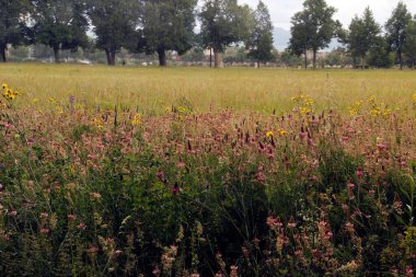 Kırsalda ilkbahar bitkileri