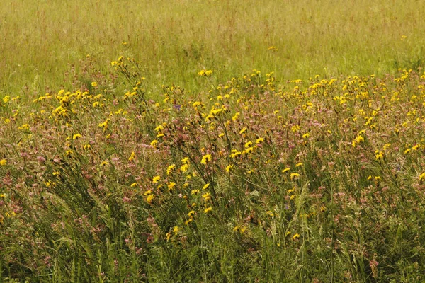 Frühlingsvegetation Auf Dem Land — Stockfoto