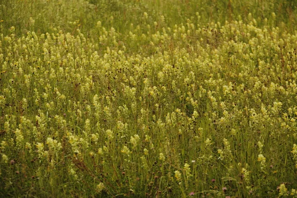 Frühlingsvegetation Auf Dem Land — Stockfoto