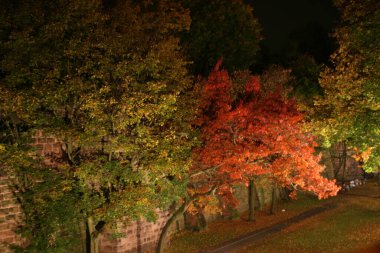 Ağaçlarda sonbahar rengi