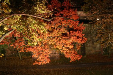 Ağaçlarda sonbahar rengi