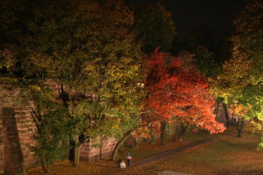 Ağaçlarda sonbahar rengi