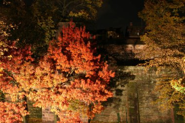 Ağaçlarda sonbahar rengi