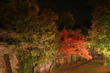 Ağaçlarda sonbahar rengi