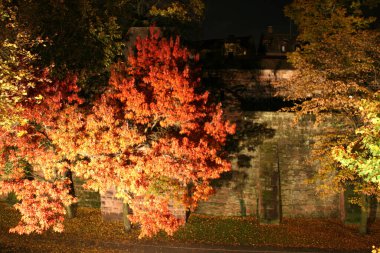 Ağaçlarda sonbahar rengi