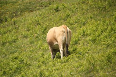 Çayırda otlayan inekler