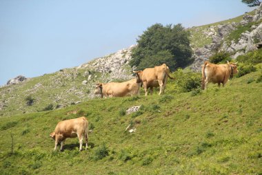 Çayırda otlayan inekler