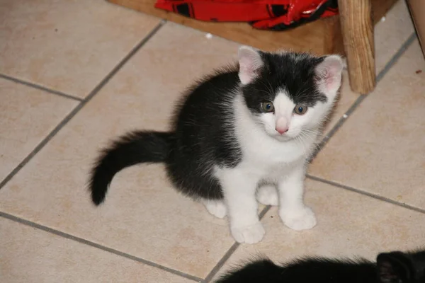 Bodrumdaki Kedi Yavruları — Stok fotoğraf