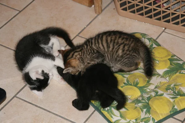 Kittens Basement — Stock Photo, Image