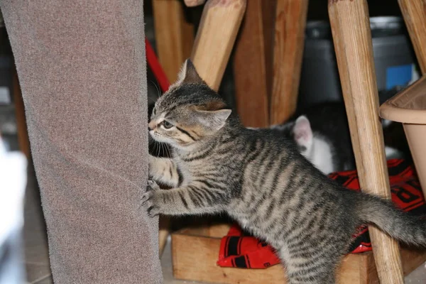 Kittens Basement — Stock Photo, Image