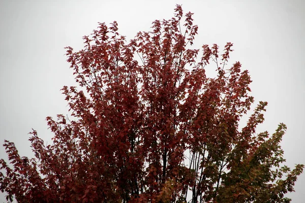 Cor Outono Nas Árvores — Fotografia de Stock