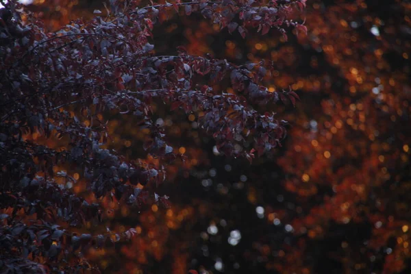 Herbstliche Farbe Den Bäumen — Stockfoto