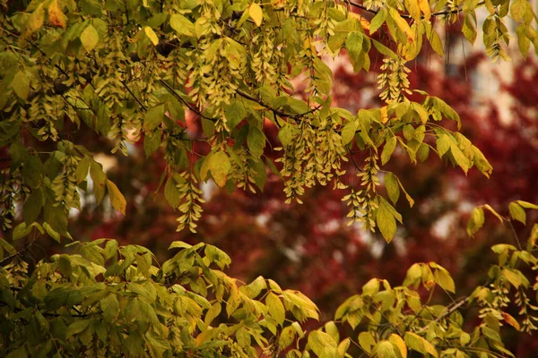 Jesienny Kolor Drzewach — Zdjęcie stockowe