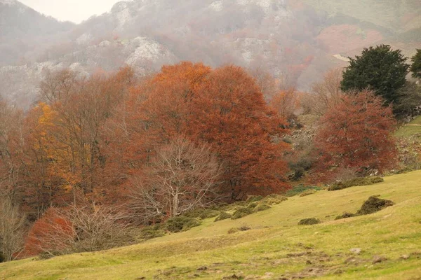 Colore Autunno Tra Gli Alberi — Foto Stock