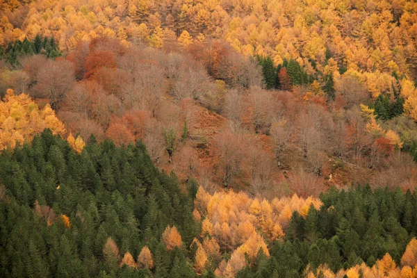 Осенний Цвет Деревьях — стоковое фото