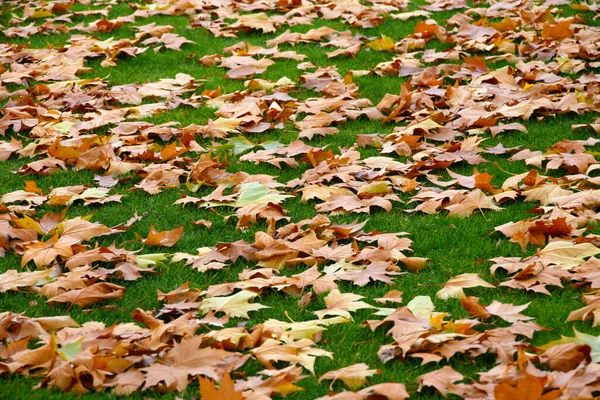 Podzimní Barva Stromech — Stock fotografie