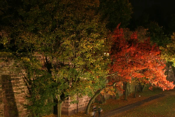 Herbstliche Farbe Den Bäumen — Stockfoto