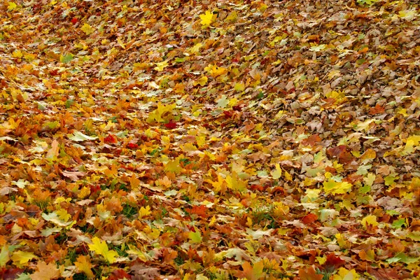 Herfst Kleur Bomen — Stockfoto