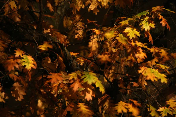 Autumn Color Trees — Stock Photo, Image