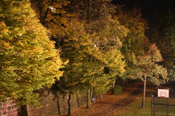 Cor Outono Nas Árvores — Fotografia de Stock