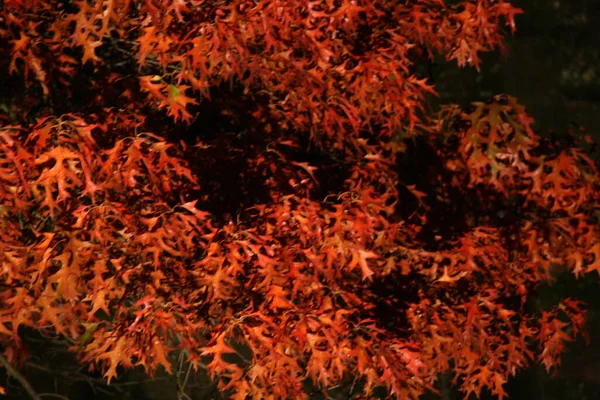 木の秋の色 — ストック写真