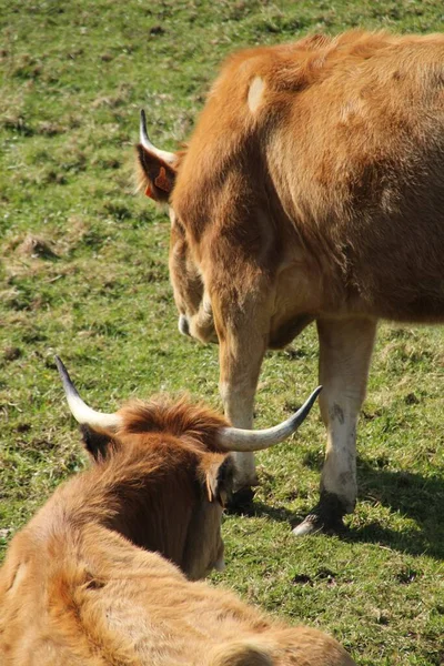 Vacas Que Pastam Prado — Fotografia de Stock