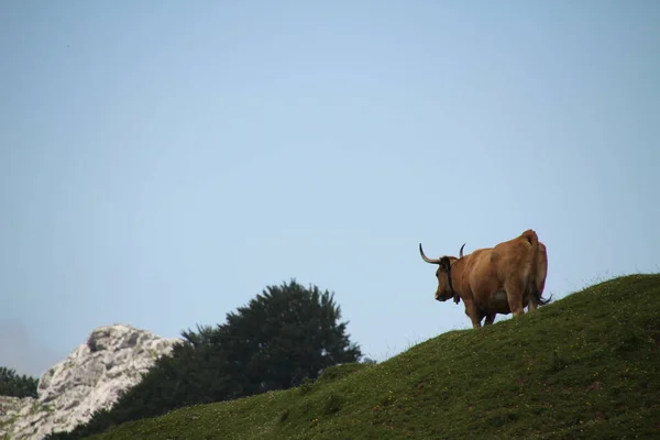 Kühe Weiden Auf Einer Weide — Stockfoto