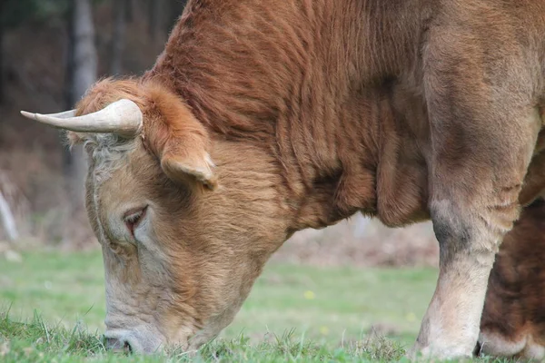 Vacas Pastando Prado — Foto de Stock