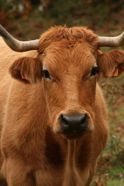 Vacas Pastando Prado — Foto de Stock