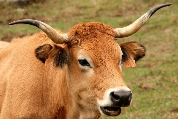 Vacas Pastando Prado — Foto de Stock