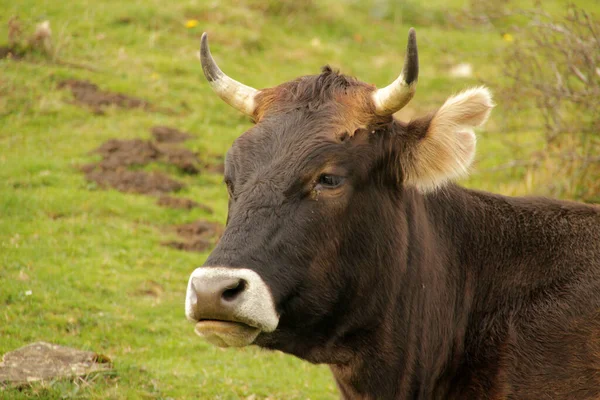 Kühe Weiden Auf Einer Weide — Stockfoto
