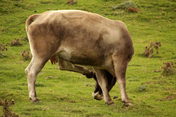 Vacas Que Pastam Prado — Fotografia de Stock
