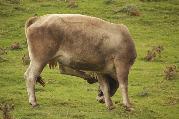 Vacas Que Pastam Prado — Fotografia de Stock