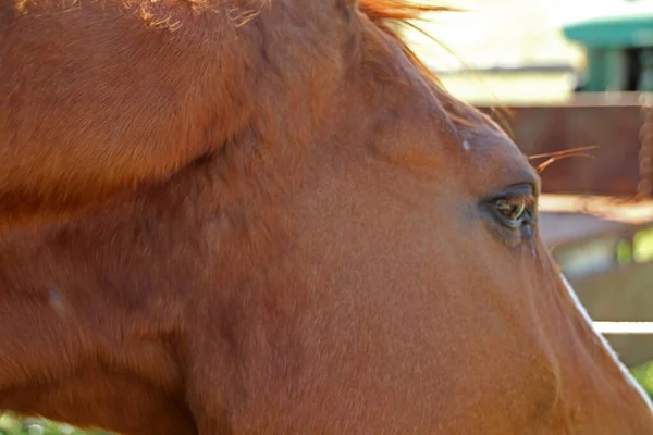 Pferd Auf Einer Weide — Stockfoto