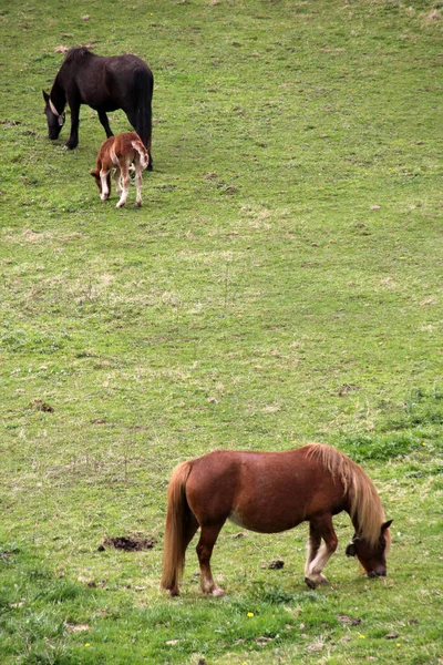 草地に馬 — ストック写真