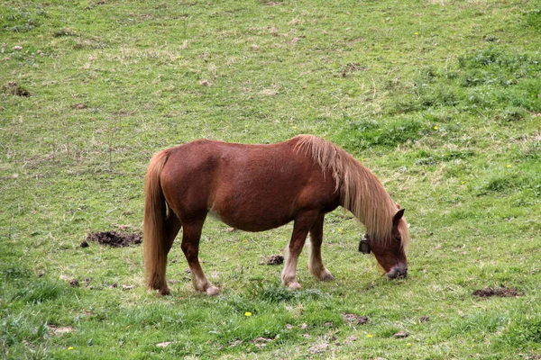 Caballo Prado — Foto de Stock