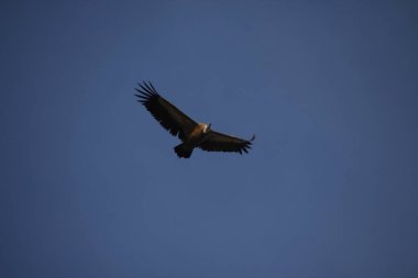 Dağların üzerinde uçan kartal