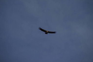 Dağların üzerinde uçan kartal