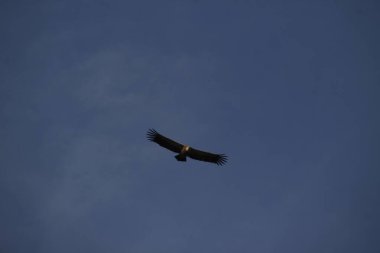 Dağların üzerinde uçan kartal