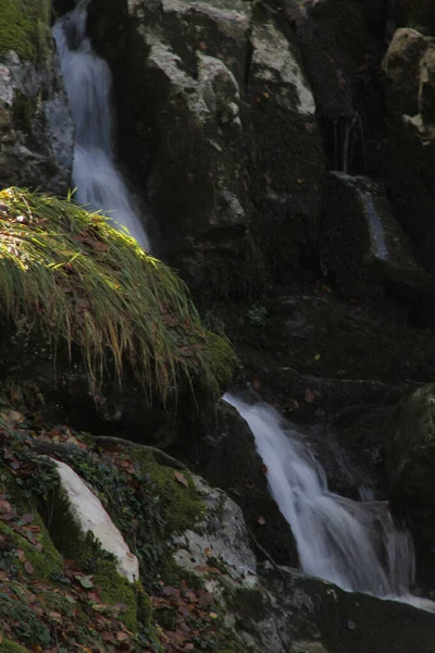 Rivière Dans Forêt — Photo