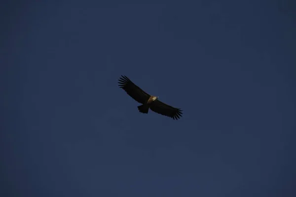 Орел Літає Над Горами — стокове фото