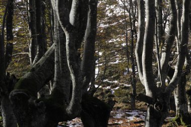 Bask Ülkesi 'ndeki Orman
