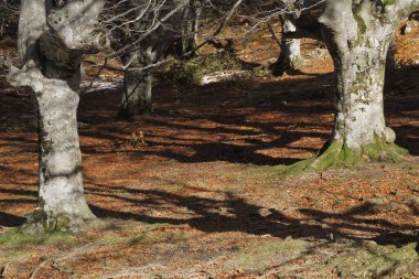 Bask Ülkesi 'ndeki Orman