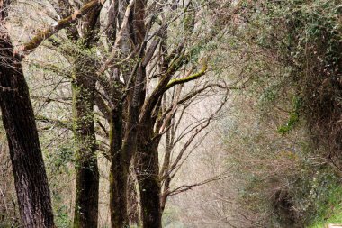 Bask Ülkesi 'ndeki Orman