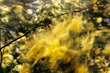 Bask Ülkesi 'ndeki Orman