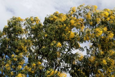 Bask Ülkesi 'ndeki Orman