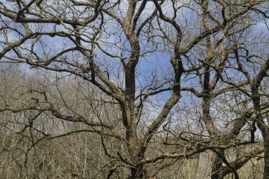 Bask Ülkesi 'ndeki Orman