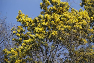 Bask Ülkesi 'ndeki Orman